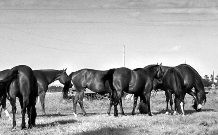 Session topics will include equine ocular health and neurologic conditions. NDSU photo