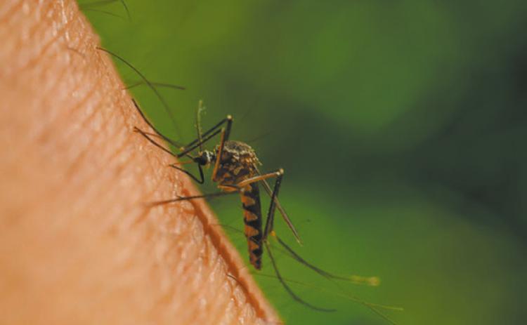It is important to protect yourself and your family from mosquito bites.
