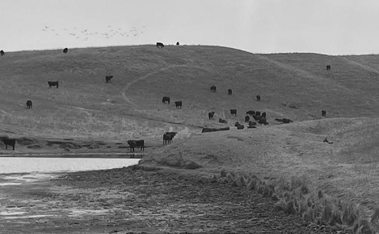 Allowing pasture and rangeland to recover this fall or next spring will improve these grazing resources’ ability to recover from the drought. (NDSU photo)
