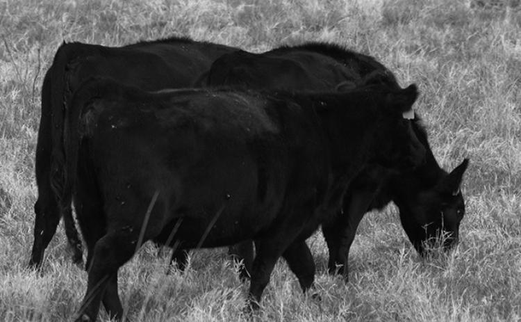 Being prepared for unfavorable growing conditions is a management strategy for every year. (NDSU photo)