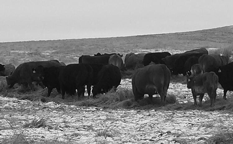 Forages should be viewed as a valued commodity and feedstuff, not just as a source of bulk in a total mixed ration. (NDSU photo)