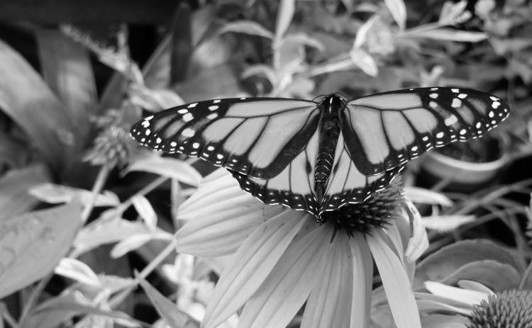 NDSU Extension Master Gardeners teach and promote pollinator conservation. (NDSU photo)