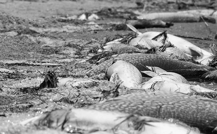 Northern Pike winterkill at Goose Lake in 2023. Photo by Ashley Peterson, NDGF