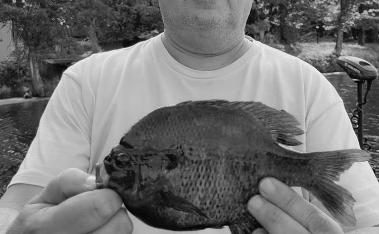 Mike Allen Steinfeldt with a blugill caught on the Namekagon river in Wisconsin.