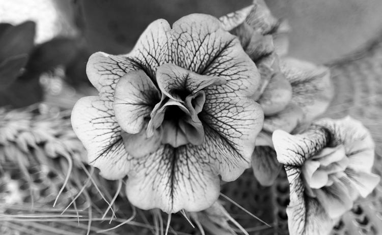 There are hundreds of petunia varieties to choose from. (Pixabay photo)