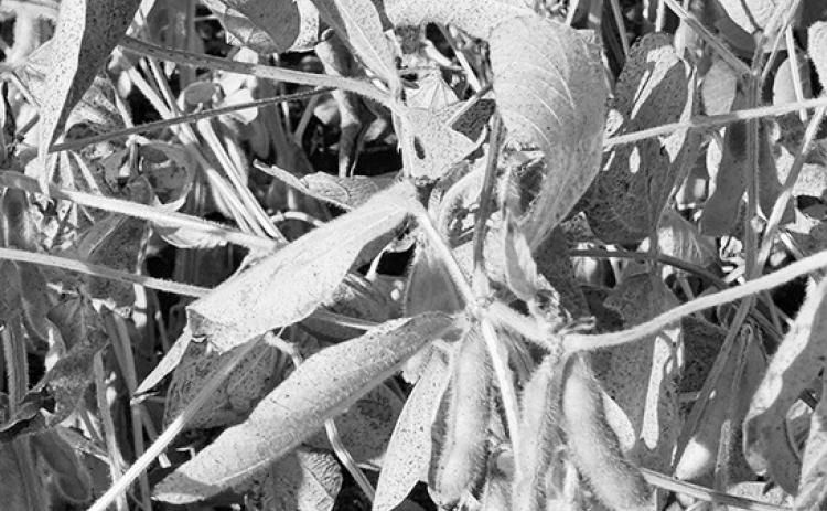 Soybeans in a Cass County, North Dakota, field on Sept. 10, 2025, turn color as harvest approaches. Photo by Jeff Beach/North Dakota Monitor