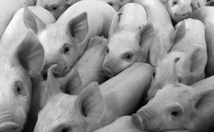 Wean-to-finish farms raise pigs from weaning for about six months until the animal reaches market weight. (NDSU photo)