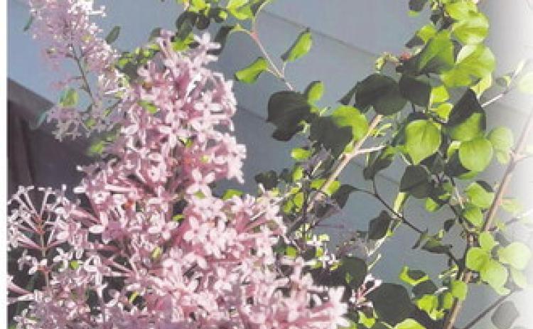 Korean Lilac photo by Clint Van Camp