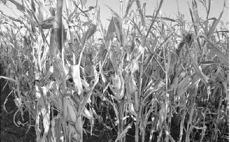 Corn stands in a field in northern Cass County during the 2024 harvest season. Photo by Jeff Beach/North Dakota Monitor