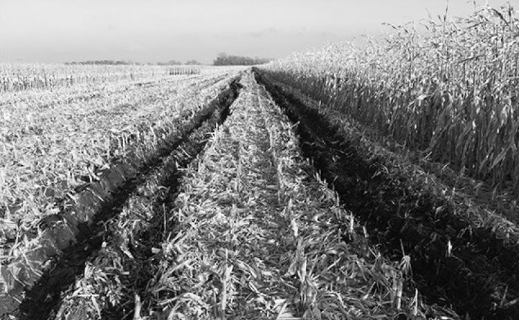 Conference attendees can gain actionable insights to address current compaction issues and develop long-term management strategies. (UMN photo)