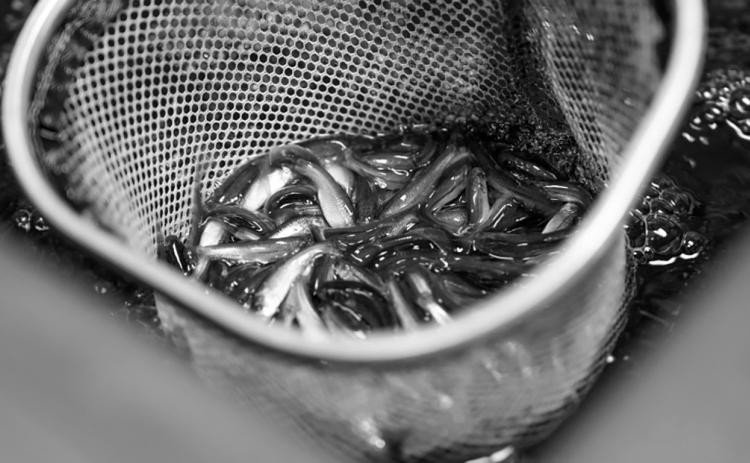 In North Dakota, legal live baitfish species are fathead minnows, creek chubs and sticklebacks. Photo courtesy of NDGF