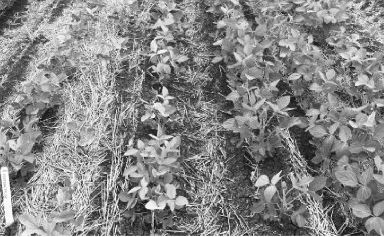 Selecting a soybean variety with IDC tolerance is an important management decision that can help producers minimize the negative impact of chlorosis on yield. NDSU photo
