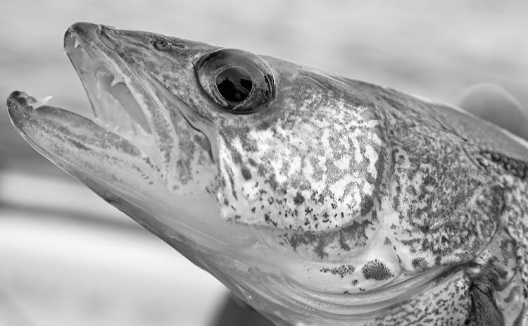 The intent of catch-and-release fishing is to enjoy the thrill of landing a fish and then successfully releasing it to live another day and possibly providing an opportunity for the next angler.