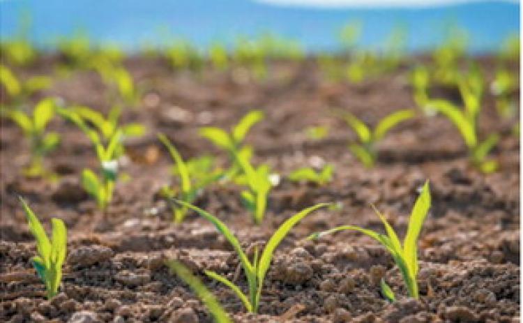 Slower start, stronger May: What farmers can expect this planting season