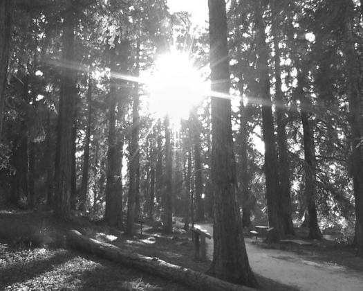 Sunshine peeking through redwood trees. Photo by Clint Van Camp.